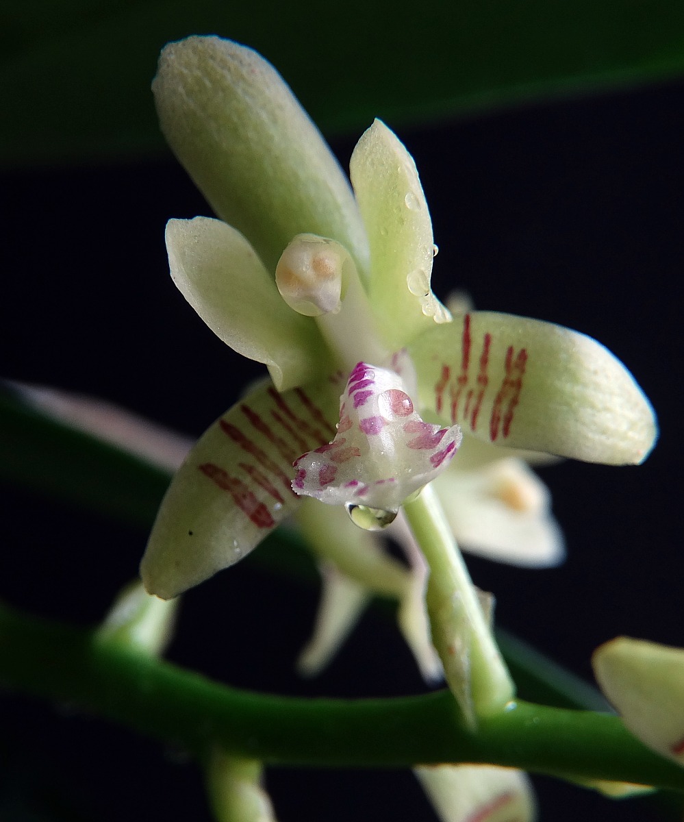 Седирея Японика Орхидея